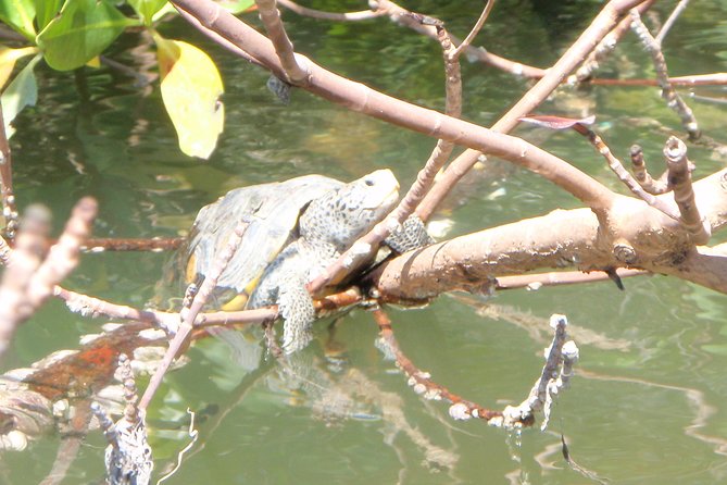 Guided Kayak Eco Tour - Bunche Beach - Accessibility and Transportation