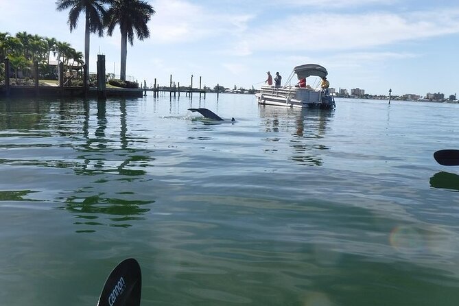 Guided Kayak Eco Tour in Pelican Bay - Customizing Your Tour