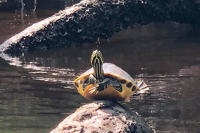 Guided Kayak Eco Tour: Real Florida Adventure - Exploring the Wetlands