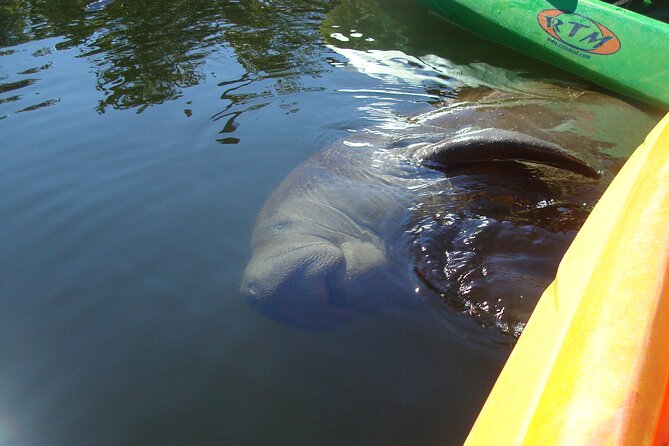 Guided Kayak Sunset Tour in Pelican Bay at Fort Myers Beach - Kayaking Experience