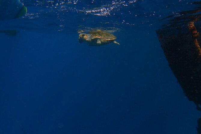 Guided Kayak Tour From Los Cristianos Beach Tenerife - Meeting and End Point