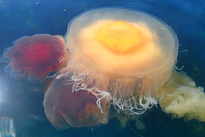 Guided Kayak Tour on San Juan Island - Meeting Point and Logistics