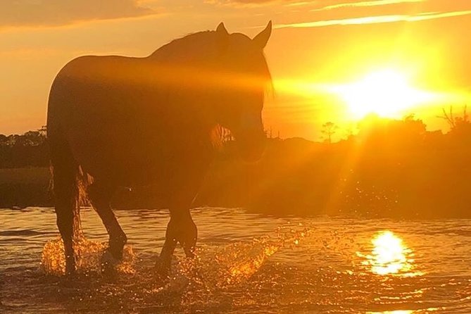 Guided Kayak Tour to See Ponies, Birds, Dolphins and More - Wildlife Sightings Opportunities