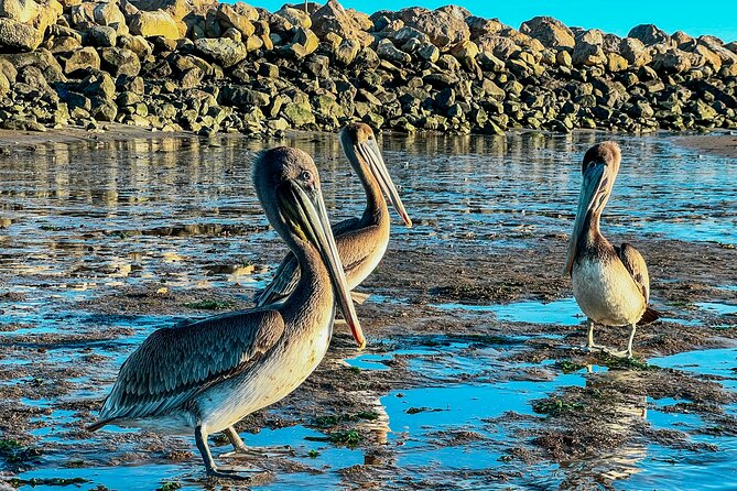 Guided Kayak Wildlife Tour in the Santa Barbara Harbor - Wildlife Sightings
