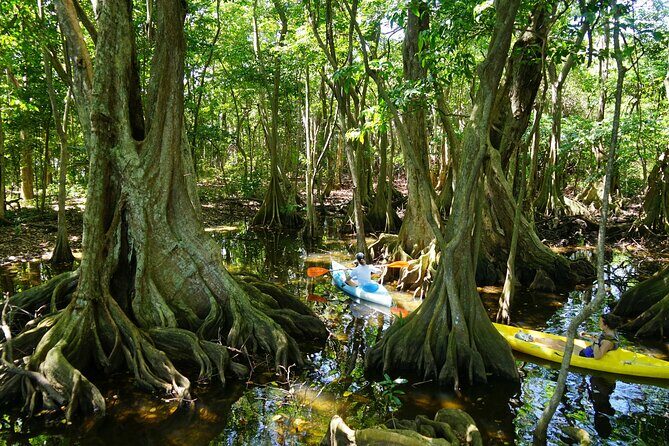 Guided Kayaking Tour of the Mitan Pond and its Mangrove - Key Points