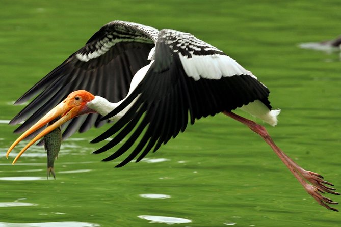 Guided Keoladeo Bird National Park Tour in Bharatpur From Jaipur - Itinerary and Visiting Experience