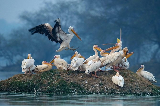 Guided Keoladeo Bird National Park Tour in Bharatpur From Jaipur - Bird-Watching Opportunities