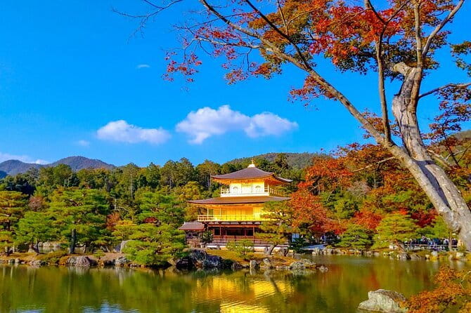 Guided Kyoto City Cherry Blossom One Day Private Tour - Guest Experiences