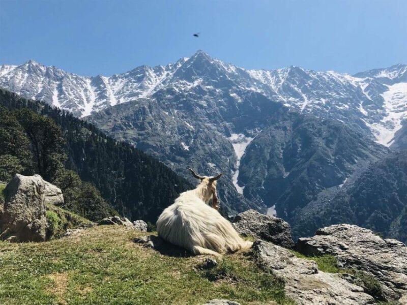 Guided Lama Dugh Hike in Manali - Getting to the Trek