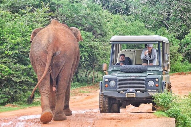 Guided Leopard Safari in Yala National Park in a Land Rover Defender - Good To Know
