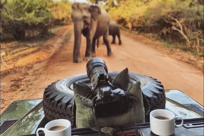 Guided Leopard Safari in Yala National Park in a Land Rover Defender - Safari Details and Itinerary