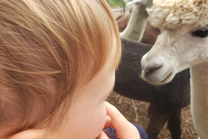 Guided Lilymoore Alpaca Farm Tour - Whats Included