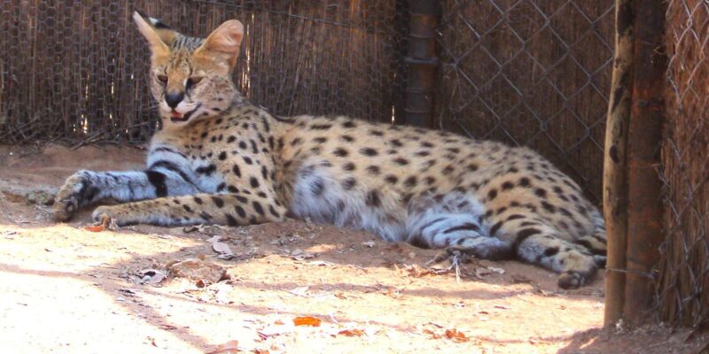 Guided Lion Walk + Predator Tour + Cheetah Demonstration - Key Points