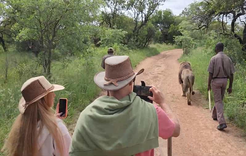 Guided Lion Walk + Predator Tour + Cheetah Demonstration - Itinerary