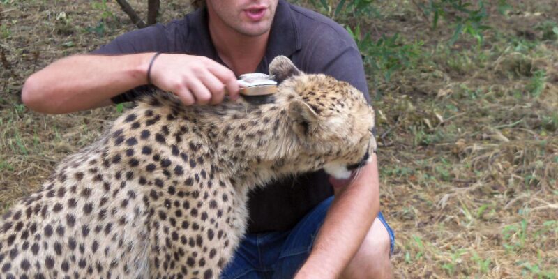 Guided Lion Walk + Predator Tour + Cheetah Demonstration - Inclusions