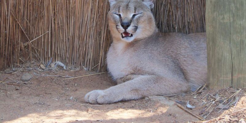 Guided Lion Walk + Predator Tour + Cheetah Demonstration - Important Information