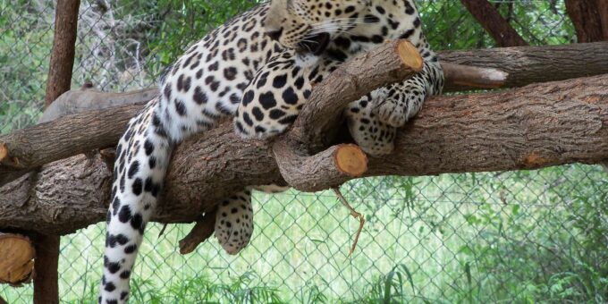 Guided Lion Walk + Predator Tour + Cheetah Demonstration - Small Group Experience
