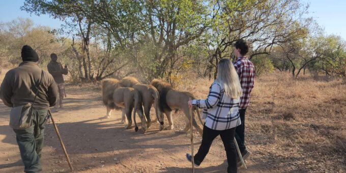 Guided Lion Walk + Predator Tour + Cheetah Demonstration - Cancellation Policy