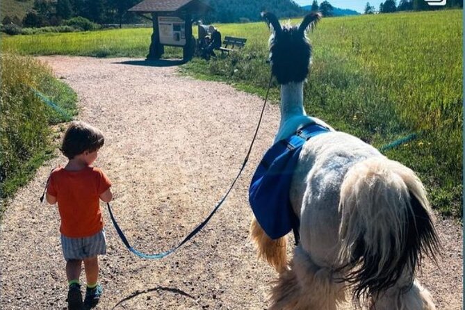 Guided Llama Hike in the Rocky Mountains - Key Points