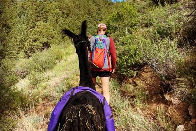 Guided Llama Hike in the Rocky Mountains - Schedule and Availability