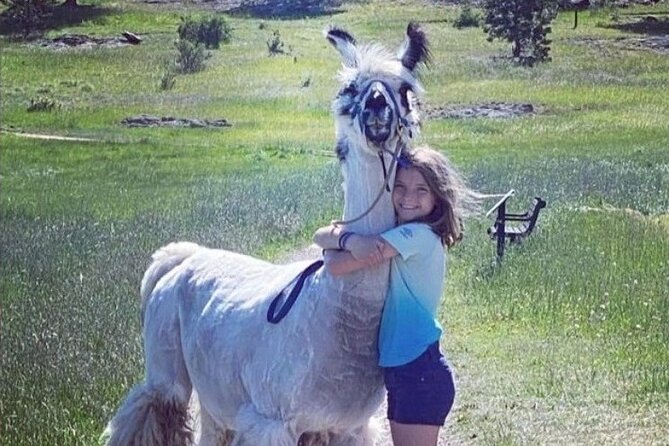Guided Llama Hike in the Rocky Mountains - Reviews and Feedback