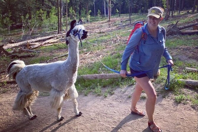 Guided Llama Hike in the Rocky Mountains - Preparing for the Hike