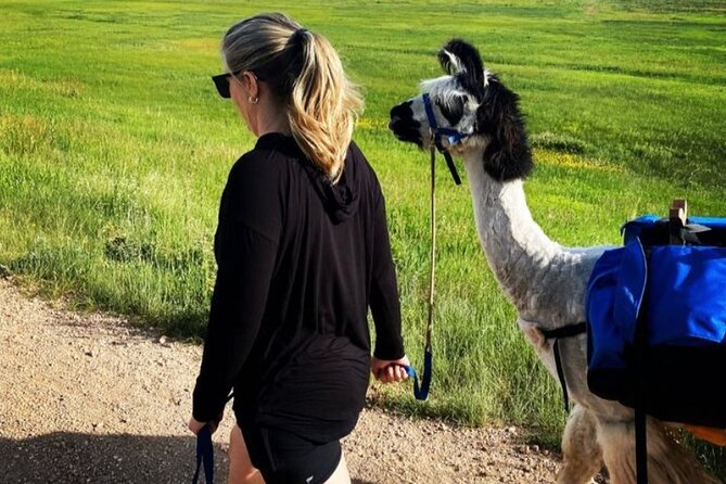 Guided Llama Hike in the Rocky Mountains - Llama Companionship