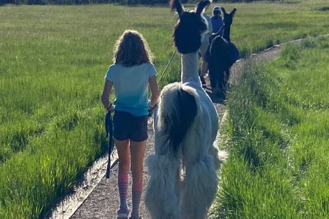 Guided Llama Hike in the Rocky Mountains - Exploring the Rocky Mountains