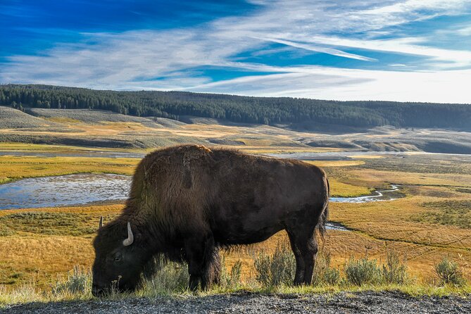 Guided Lower Loop of Yellowstone Tour From Cody, WY - Tour Highlights