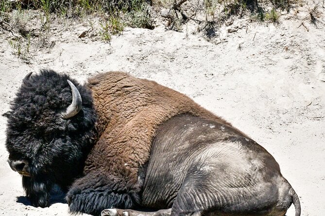 Guided Lower Loop of Yellowstone Tour From Cody, WY - Customer Reviews