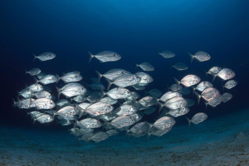 Guided Marine Life Excursion in Estepona - Key Points