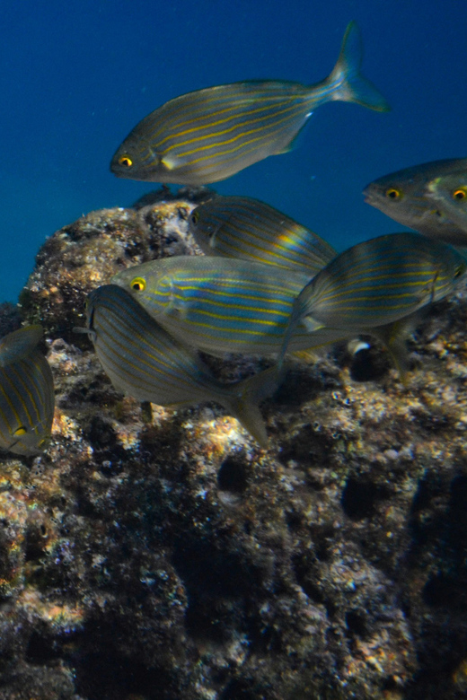 Guided Marine Life Excursion in Estepona - Customer Feedback and Reviews