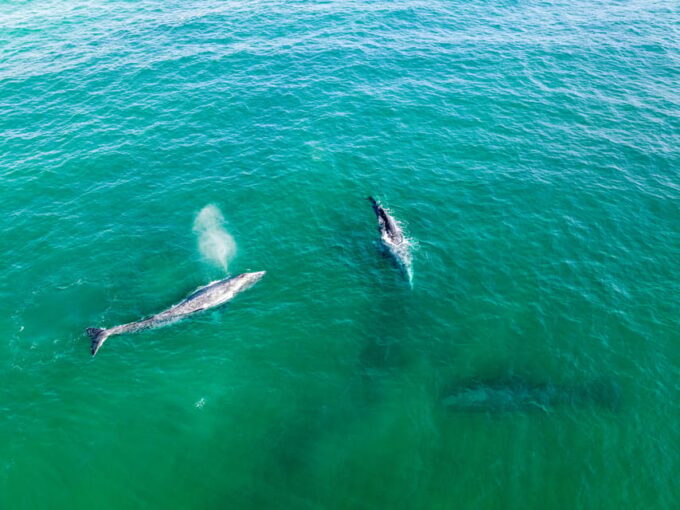 Guided Marine Life Excursion in Estepona - Fishing Opportunities and Education