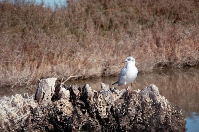 Guided Marine Life Excursion in Estepona - Frequently Asked Questions