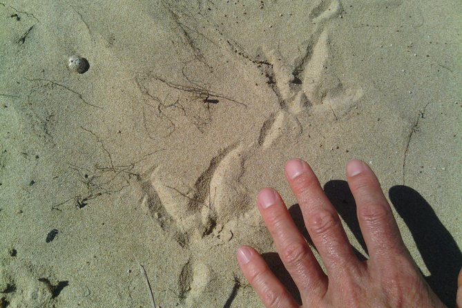 Guided Marine Walk: - Sardinia Bay (Marine Protected Area) - 3 Hours - Accessibility and Group
