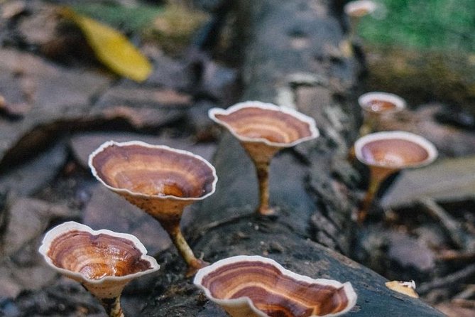 Guided Nature Trail to Kanneliya Forest - Good To Know