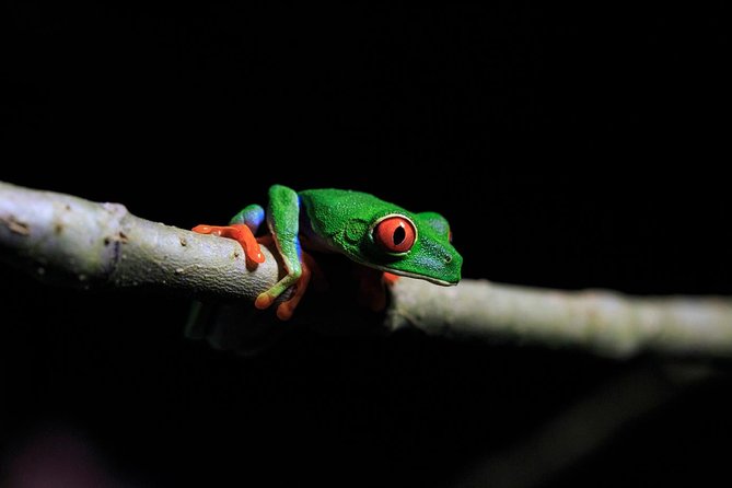 Guided Night Hike Arenal Mundo Aventura - Discovering the Rain Forest at Night