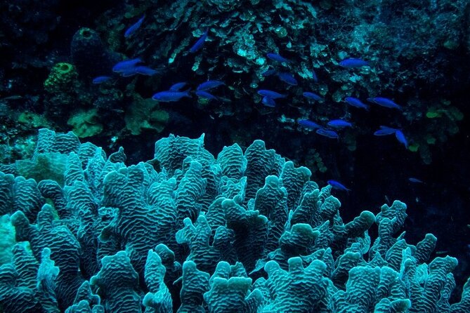 Guided Night Snorkeling in Roatan - Participant Requirements and Safety Precautions