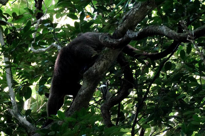 Guided Night Walk in Cape Tribulation - Meeting and Pickup Details