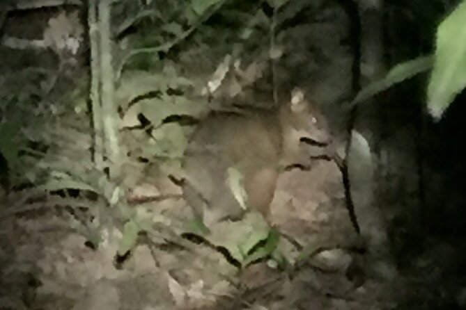 Guided Night Walk in Cape Tribulation - Accessibility and Fitness Level