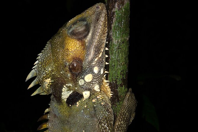 Guided Night Walk in Cape Tribulation - Booking and Cancellation Policy