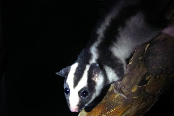 Guided Night Walk in Cape Tribulation - Positive Guest Feedback