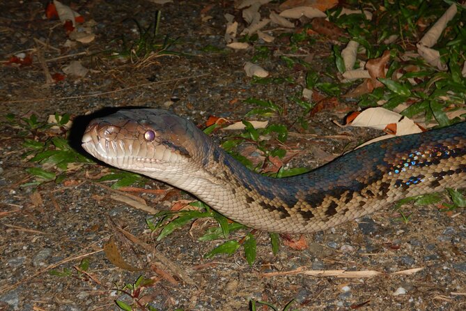 Guided Night Walk in Cape Tribulation - Recommended for First-Timers