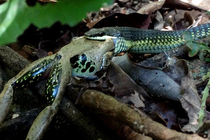 Guided Night Walk in Cape Tribulation - Exploring Nocturnal Wildlife