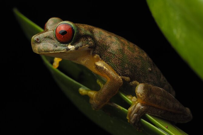 Guided Night Walk in Monteverde - Key Points