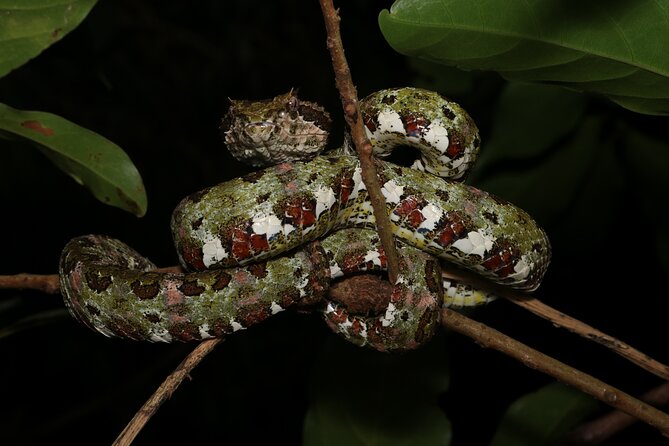 Guided Night Walk in Monteverde - Details About the Tour