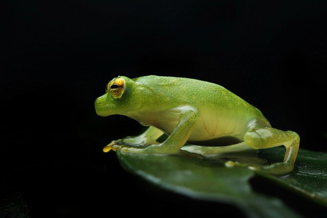 Guided Night Walk in Monteverde - Guest Reviews and Feedback