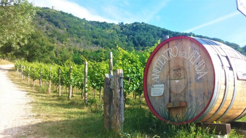 Guided Olive Oil & Wine Tour From Padua - Wine Varieties