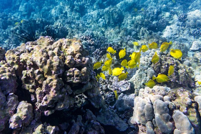 Guided Outrigger Canoe Tour in Kealakekua Bay - Cultural and Historical Insights