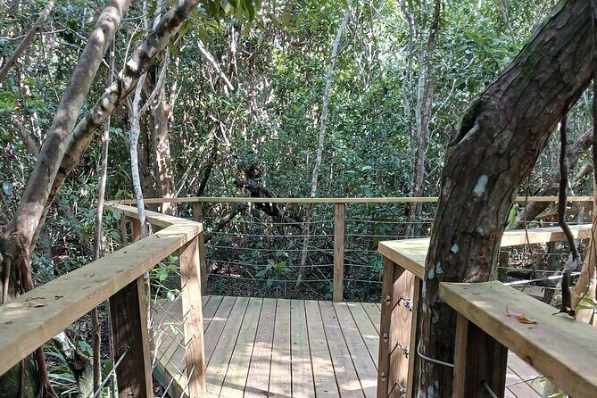 Guided Primeval Nature Walk Tour in Primeval Forest National Park - An In-Depth Look at the Tour Itinerary